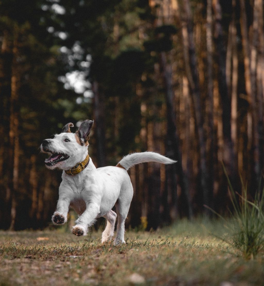 white terrier dog